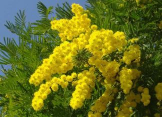 The Blooming Beauty of Mimosa: Unveiling the Sun-kissed Charm