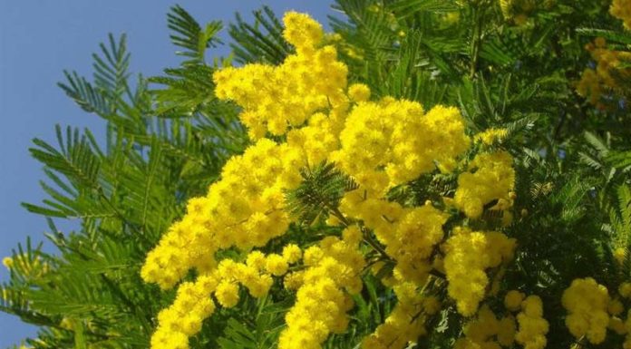 The Blooming Beauty of Mimosa: Unveiling the Sun-kissed Charm