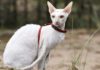 Unveiling the Cornish Rex Cat: Origins, Traits, Care, and Cost