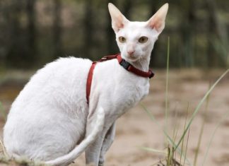 Unveiling the Cornish Rex Cat: Origins, Traits, Care, and Cost