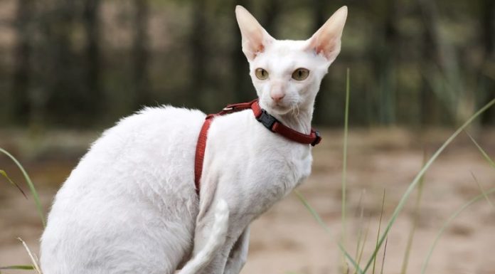 Unveiling the Cornish Rex Cat: Origins, Traits, Care, and Cost
