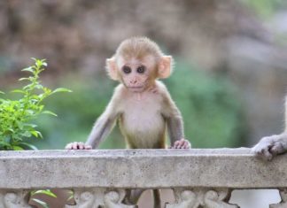 The Lucky Money-Tree for the Year of the Monkey