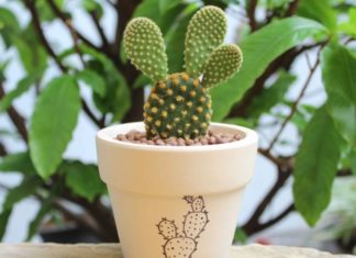 What Plants Bring Luck and Prosperity to the Dragon Zodiac?