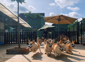 The Lucrative World of Breeding Companion Dogs in Vietnam