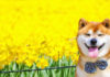 The Ultimate Shiba Inu Guide: History, Characteristics, Care and Price