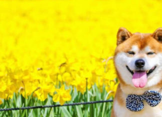The Ultimate Shiba Inu Guide: History, Characteristics, Care and Price