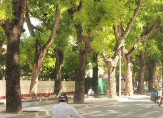 The Majestic Sycamore: Unveiling its Significance, Captivating Beauty, and the Art of Nurturing its Growth at Home I hope this revised title suits your needs!