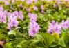 The Humble Water Hyacinth: A Rural Beauty