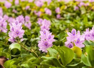The Humble Water Hyacinth: A Rural Beauty