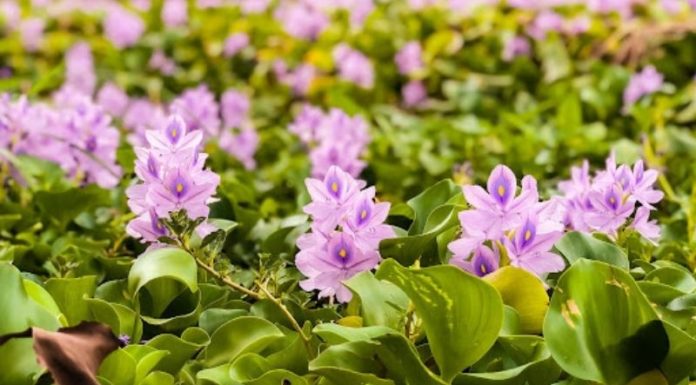 The Humble Water Hyacinth: A Rural Beauty