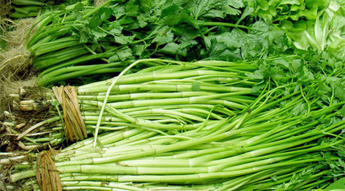 Unlocking the Secrets of Celery’s Cousin: Rediscovering the Unique Charm of ‘Cần Ta’