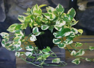 The Marble Prayer Plant: Unveiling the Secrets of this Stunning Houseplant