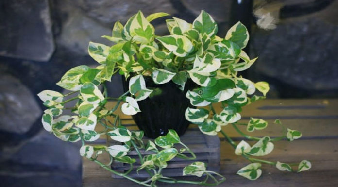 The Marble Prayer Plant: Unveiling the Secrets of this Stunning Houseplant
