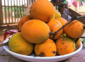 Unveiling the Mystery of the Forest Fruit: A Delicacy from the Highlands