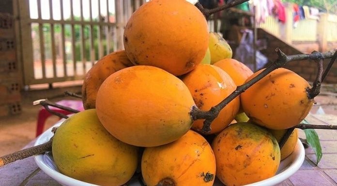 Unveiling the Mystery of the Forest Fruit: A Delicacy from the Highlands