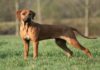 Unveiling the Phu Quoc Ridgeback: Origins, Characteristics, Care, and Cost