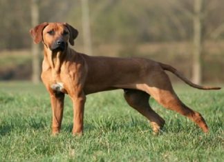 Unveiling the Phu Quoc Ridgeback: Origins, Characteristics, Care, and Cost
