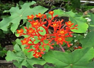 The Catalpa Tree: Unveiling its Significance, Beauty, and Cultivation Secrets