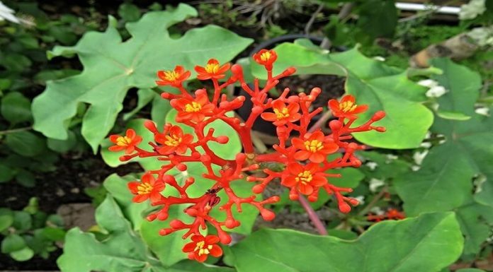 The Catalpa Tree: Unveiling its Significance, Beauty, and Cultivation Secrets