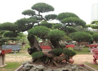 The Majestic Casuarina Tree: Unveiling its Beauty, Significance and Cultivation for a Captivating Home Oasis
