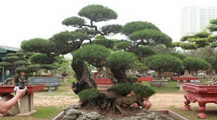 The Majestic Casuarina Tree: Unveiling its Beauty, Significance and Cultivation for a Captivating Home Oasis