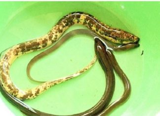 What Are the Benefits of Eating Eels? Uncover the Secrets of This Slippery Delicacy and Its Culinary Preparations.