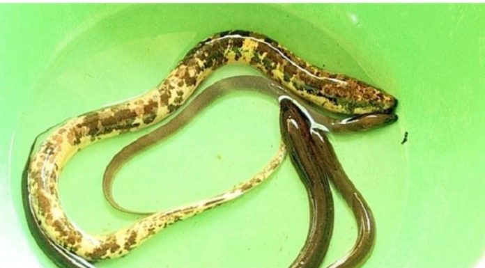 What Are the Benefits of Eating Eels? Uncover the Secrets of This Slippery Delicacy and Its Culinary Preparations.