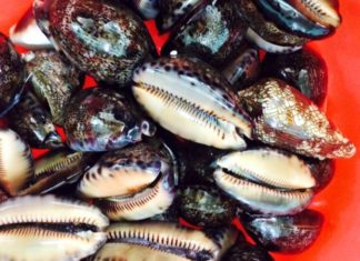 Discovering the Delicacy of Central Vietnam: The Intriguingly Named but Delicious Snail