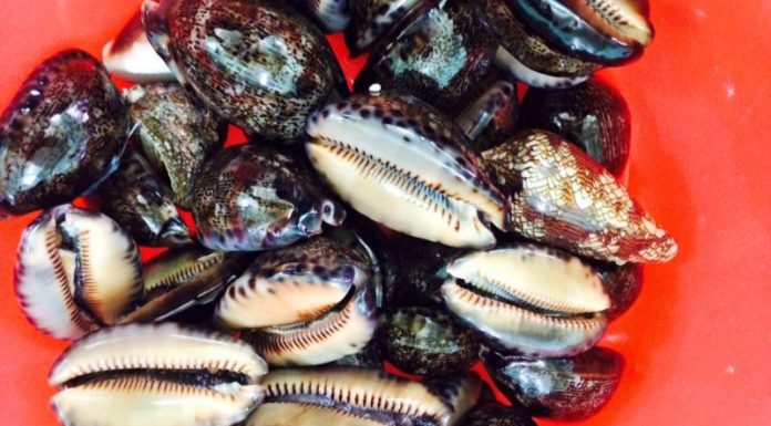 Discovering the Delicacy of Central Vietnam: The Intriguingly Named but Delicious Snail