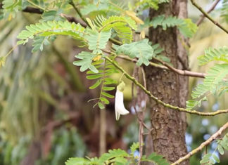 The Magic of Cottonwood: From Delicious Delicacy to Precious Remedy