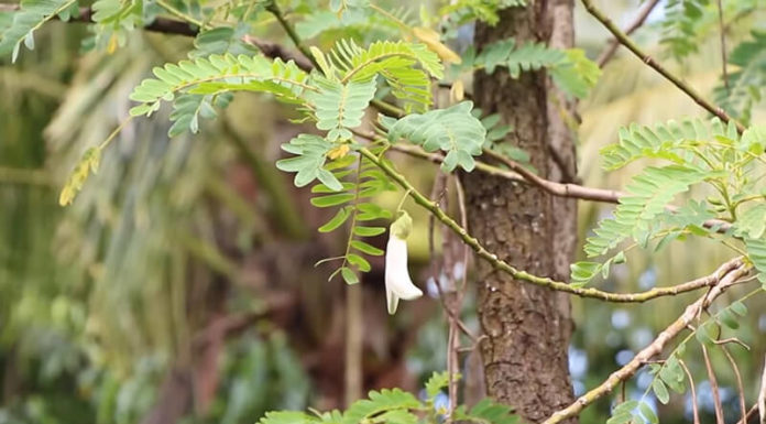 The Magic of Cottonwood: From Delicious Delicacy to Precious Remedy