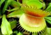 The Carnivorous Flytrap: Unveiling the Secrets of This Captivating Plant and Its Cultivation