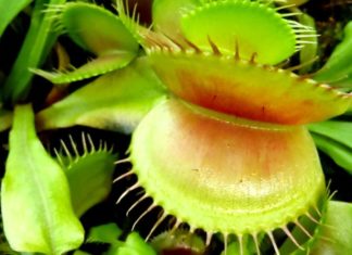 The Carnivorous Flytrap: Unveiling the Secrets of This Captivating Plant and Its Cultivation