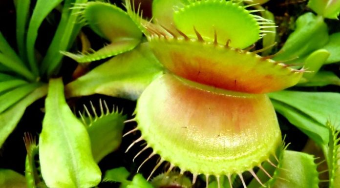 The Carnivorous Flytrap: Unveiling the Secrets of This Captivating Plant and Its Cultivation