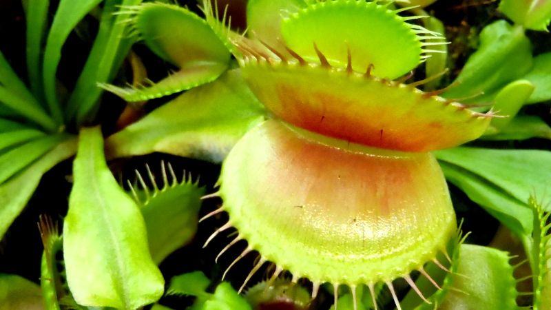 The Carnivorous Flytrap: Unveiling the Secrets of This Captivating Plant and Its Cultivation