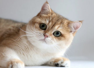 Golden Cats: A Comprehensive Guide to Their Unique Traits, Care, Breeding, and Market Value