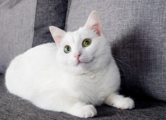 The Origins and Characteristics of the Turkish Angora Cat