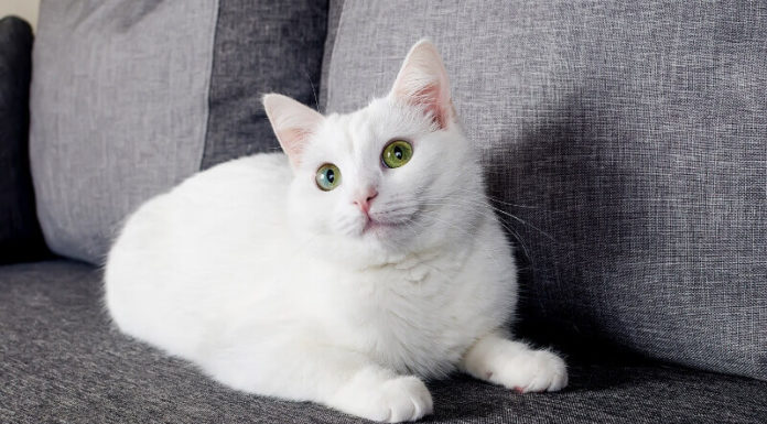 The Origins and Characteristics of the Turkish Angora Cat