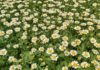 The Magic of Tana Daisies: Captivating Beauty in a Petite Package