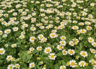 The Magic of Tana Daisies: Captivating Beauty in a Petite Package