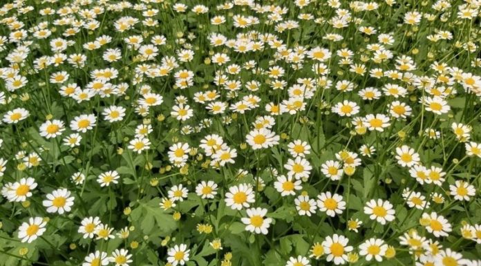 The Magic of Tana Daisies: Captivating Beauty in a Petite Package