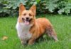 The Ultimate Guide to Corgis: History, Characteristics, Care, and Pricing