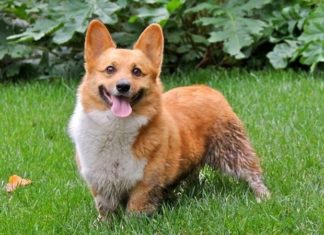 The Ultimate Guide to Corgis: History, Characteristics, Care, and Pricing
