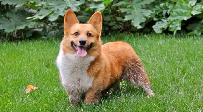 The Ultimate Guide to Corgis: History, Characteristics, Care, and Pricing