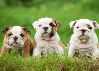 The Ultimate Bull Dog Guide: History, Traits, Care and Pricing