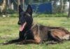 Unleash the Power of the Malinois: Origin, Characteristics, Care and Cost