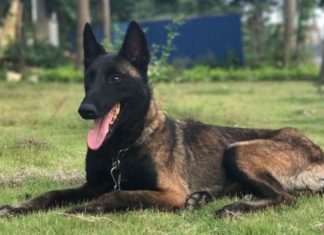 Unleash the Power of the Malinois: Origin, Characteristics, Care and Cost