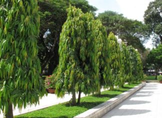 The Magic of Huang Nam: Unlocking the Secrets of this Mystical Plant.