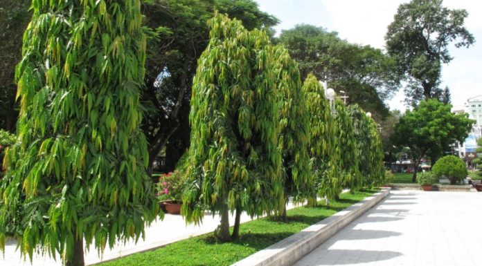 The Magic of Huang Nam: Unlocking the Secrets of this Mystical Plant.