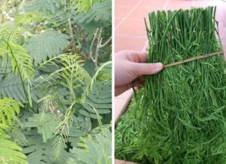 Discover the Secrets of Rotten Vegetables – A Delicacy of the Northwest Highlands